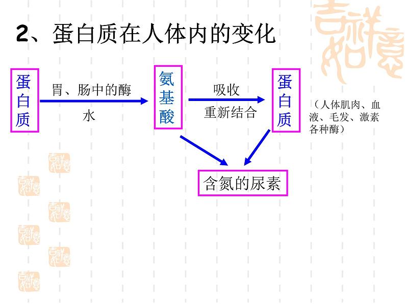 沪教版九下化学 8.3蛋白质 维生素 课件04