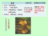 京改版九年级下册化学 12.3化学肥料 课件