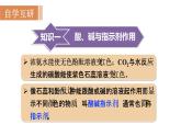 10.1 常见的酸和碱--（课件+教案）人教版九年级化学下册
