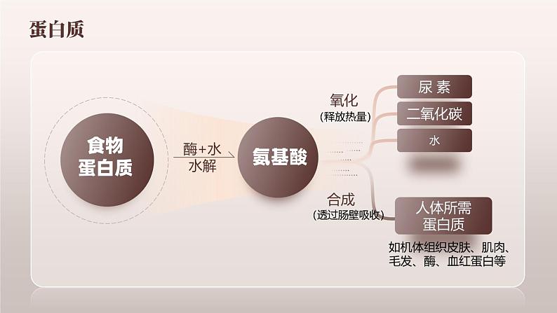 12.1 《人类重要的营养物质》课件  九下化学（人教版）04