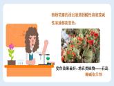 10.1常见的酸和碱（共2课时）课件—九年级化学人教版下册