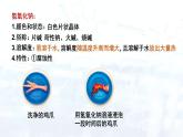 第十单元  课题1 常见的酸和碱  课件—九年级化学人教版下册