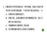 人教版九年级化学下册第十单元实验活动6酸、碱的化学性质课件