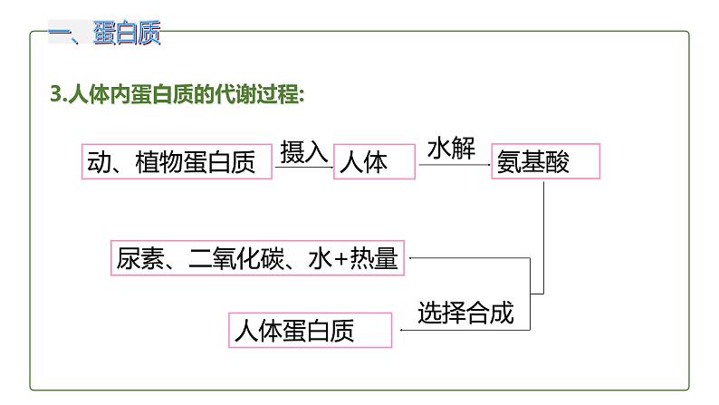 12.1 人类重要的营养物质课件第8页