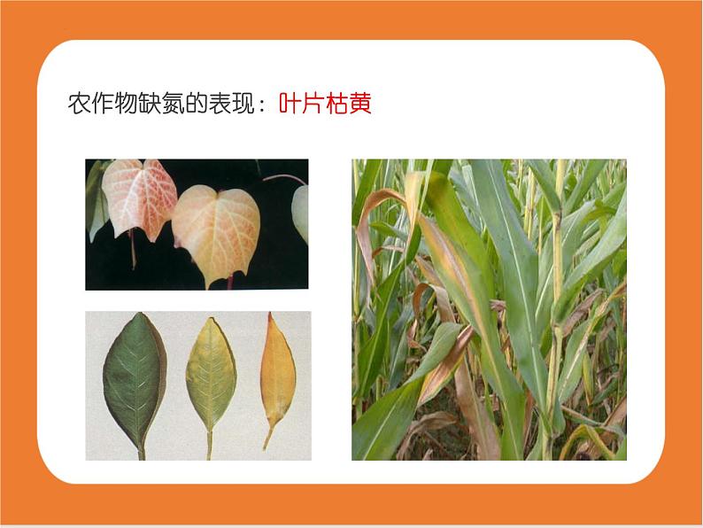 11.2化学肥料-课件（人教版）08