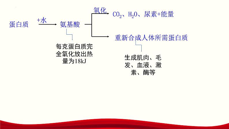 12.1人类重要的营养物质课件PPT05