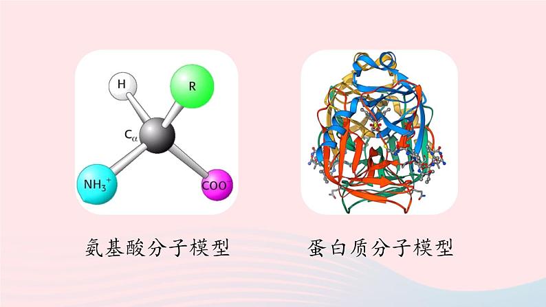 第十二单元化学与生活课题1人类重要的营养物质课件（人教版九下）07