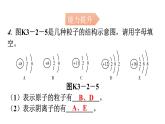 人教版九年级化学第三单元2原子的结构课时2原子核外电子的排布离子分层作业课件