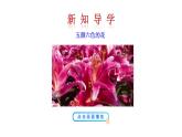 2.3 溶液的酸堿性 課件---2023--2024學(xué)年九年級化學(xué)魯教版（五四學(xué)制）全一冊