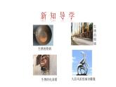 4.3 钢铁的锈蚀与防护 课件---2023--2024学年九年级化学鲁教版（五四学制）全一册