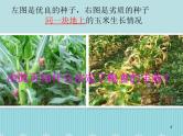 人教版化学九年级下册第九单元《实验活动5 一定溶质质量分数的氯化钠溶液的配制》PPT课件4