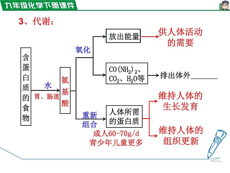 12.1人类重要的营养物质课件PPT第6页