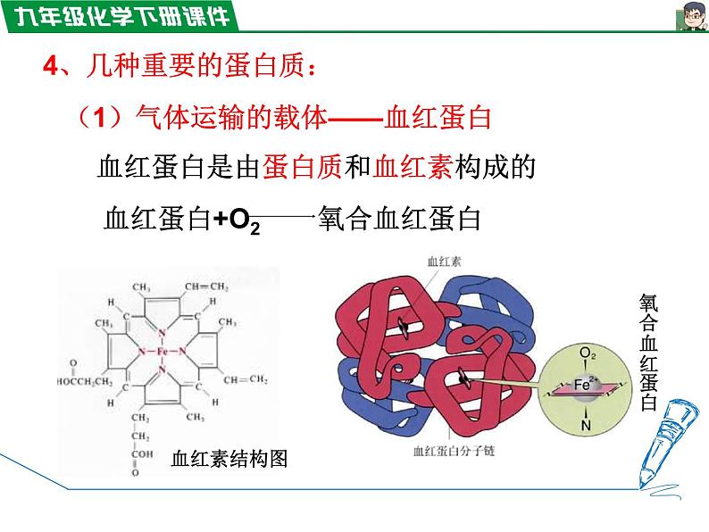 12.1人类重要的营养物质课件PPT第7页