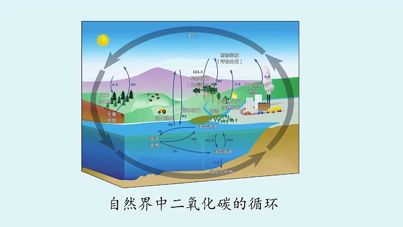 鲁教版九年级化学上册课件 第六单元 第三节 大自然中的二氧化碳（第一课时）第7页