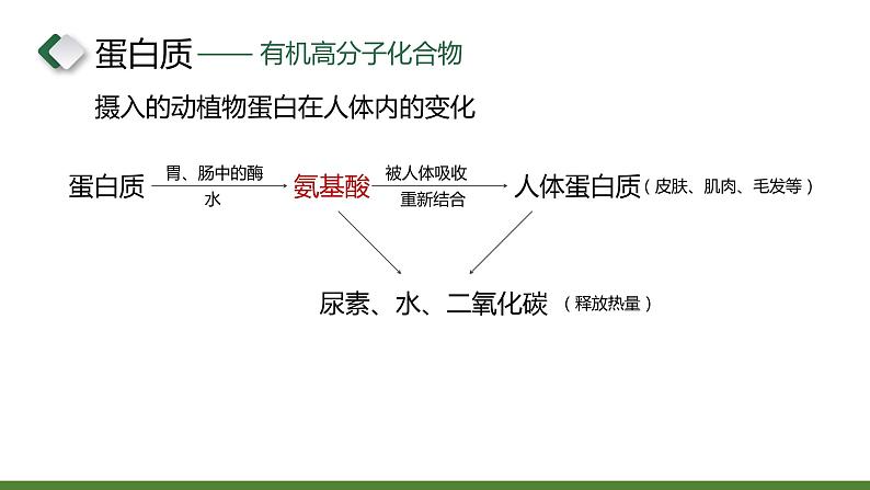 沪教版九下化学 8.3 《蛋白质 维生素》课件+视频07