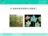 第十一单元 盐与肥料 第四讲 化学肥料 课件--名师微课堂（自制）