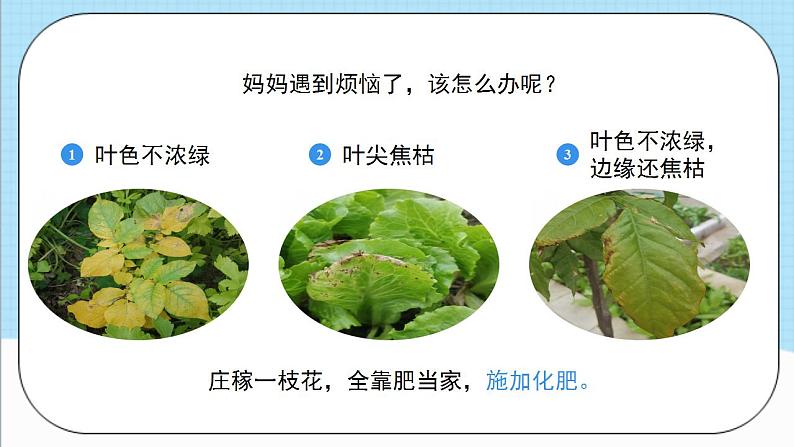 人教版化学九年级下册 11.2《化学肥料》第一课时 课件第7页