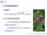 人教版化学九年级下册 10.1-1常见的酸和碱（第1课时） 教学课件