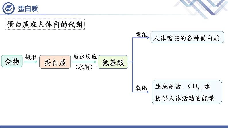 课题1++人类重要的营养物质08