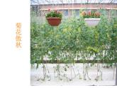 1.2溶液组成的定量表示课件---九年级全一册化学鲁教版（五四学制）