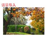 2.2 碱及其性质课件---九年级全一册化学鲁教版（五四学制）