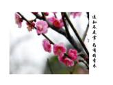 3.1分子和原子（课件）-2023-2024学年人教版上册化学九年级