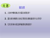 第8章食品中的有机化合物第3节蛋白质维生素课件（沪教版）