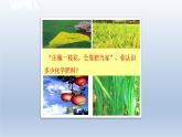 2024九年級化學(xué)下冊第8章常見的酸堿鹽8.5化學(xué)肥料課件（科粵版）
