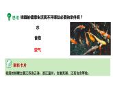 2024成都中考化学试题研究大单元复习-鱼在“囧”途 第1课时 认识锦鲤运输袋 课件
