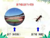 科粵版(2024)化學(xué)九年級(jí)上冊(cè) 2.2  第4課時(shí) 相對(duì)原子質(zhì)量 離子 PPT課件+教案
