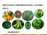 【新教材新课标】人教版九年级下册化学10.3.4 化学肥料 课件