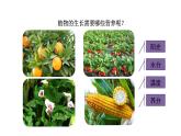 10.3 常见的盐 第3课时 化肥-课件---2024-2025学年九年级化学人教版(2024)下册