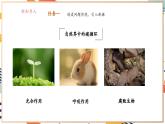 【大单元整体教学】沪教版（全国）化学九年级上册 5.3自然界中的碳循环 课件+教学设计