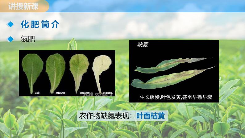 人教版（2024）九年级化学下册课件 第十单元 课题3 常见的盐 第三课时第8页