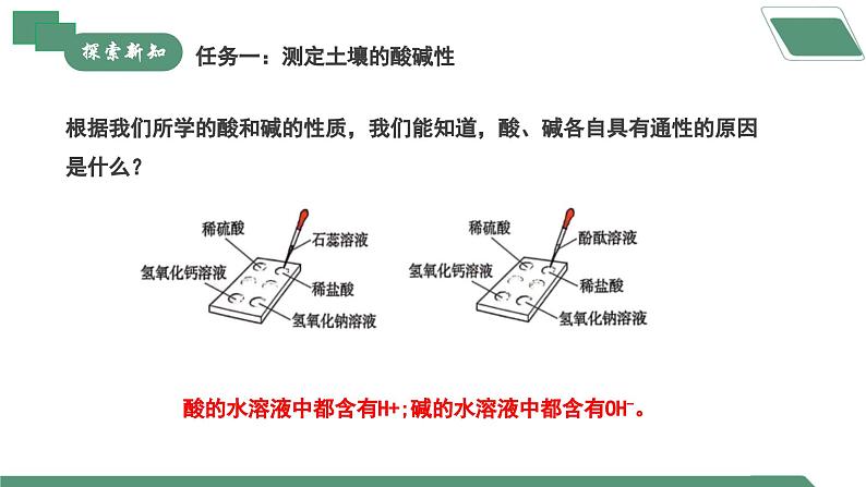 【核心素养】《跨学科实践活动9探究土壤酸碱性对植物生长的影响》课件PPT第7页