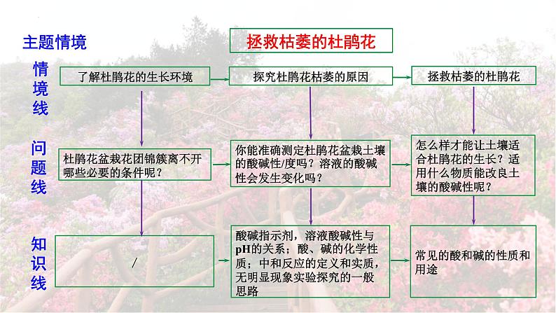 2025年中考化学一轮复习备考大单元复习 课件09： 常见的酸碱盐 课时1 常见的酸和碱 主题情境-拯救枯萎的杜鹃花第4页