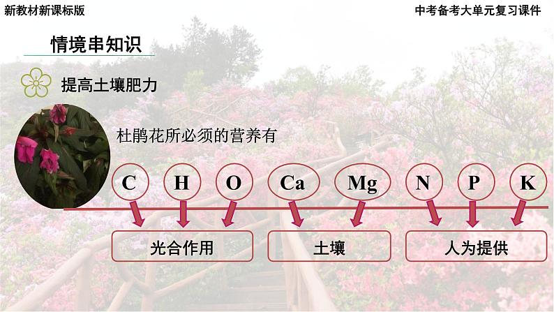 2025年中考化学一轮复习备考大单元复习 课件10： 常见的酸碱盐 课时2 常见的盐主题情境-拯救枯萎的杜鹃花第8页