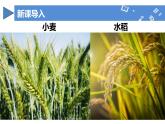 【核心素养】人教版化学九年级下册 课题3 溶质的质量分数（第2课时） 同步课件+同步教案+同步练习
