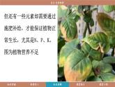 科粵版（2024）九年級(jí)化學(xué)下冊(cè)8.5化學(xué)肥料（課件）
