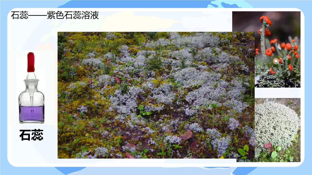 10.1溶液的酸碱性课件---2024-2025学年九年级化学人教版（2024）下册第6页