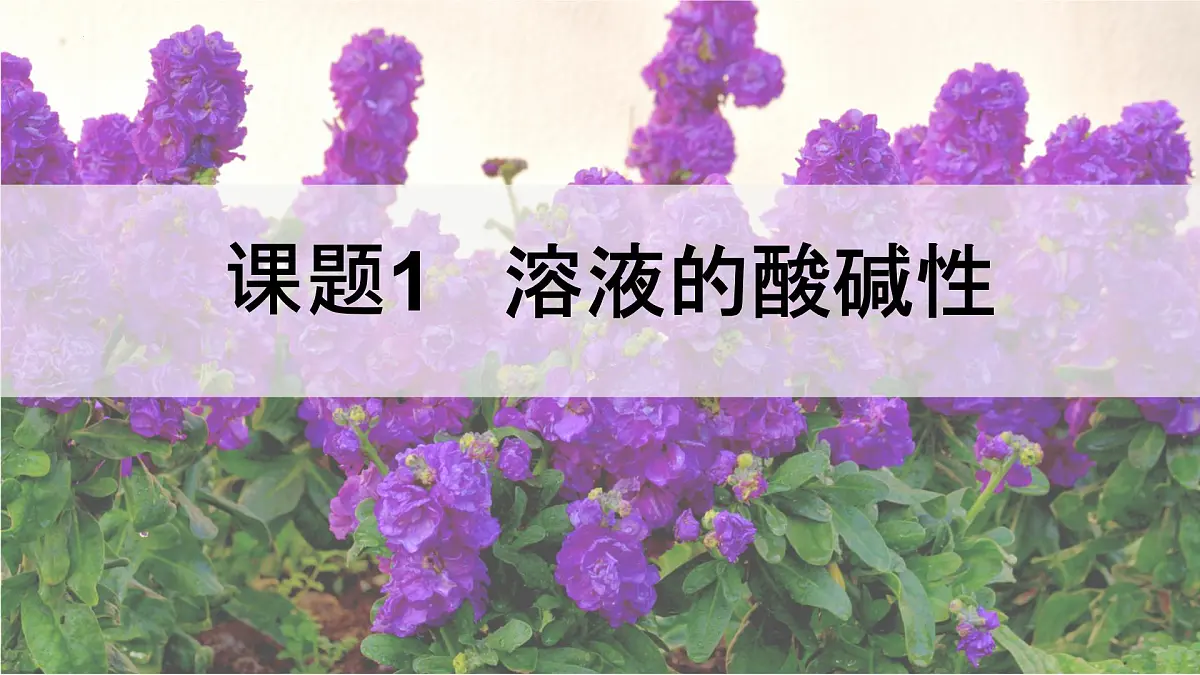 10.1 溶液的酸碱性 课件 2024-2025学年九年级化学人教版下册第1页