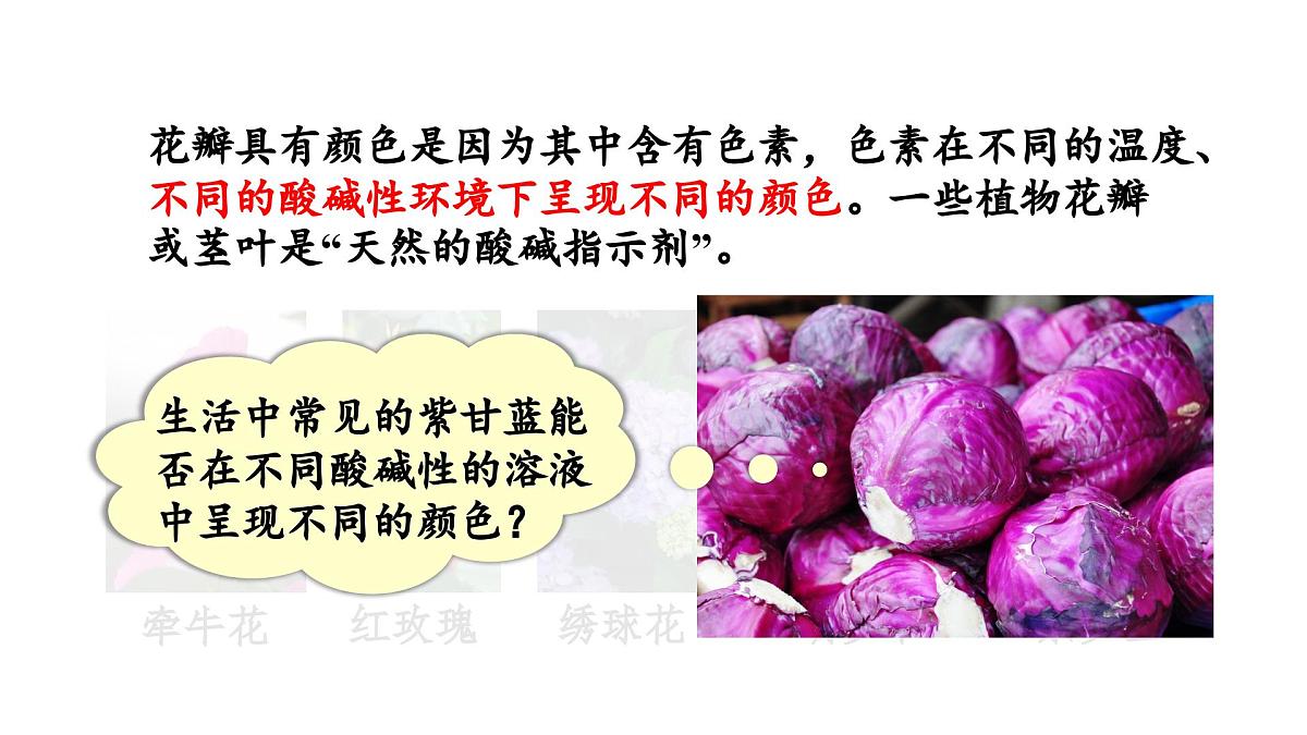 跨学科实践活动7 探究溶液酸碱性对紫甘蓝颜色的影响第2页