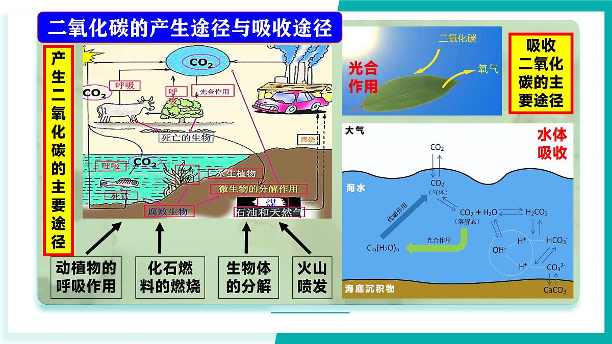 鲁教版（五四制）（2024）化学八年级全册 7.3《 碳达峰与碳中和》  课件第7页