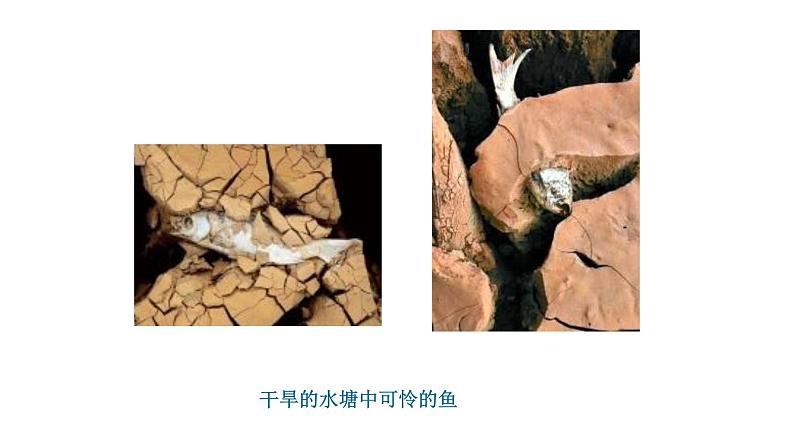 人教版九年级化学上册：第四单元 自然界中的水 课题1 爱护水资源第4页