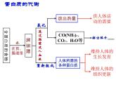人教版初中化学九下12.1 人类重要的营养物质 课件