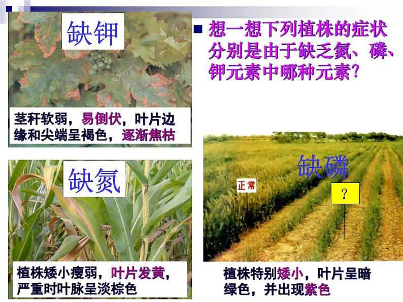 人教版初中化学九下11.2 化学肥料 课件08