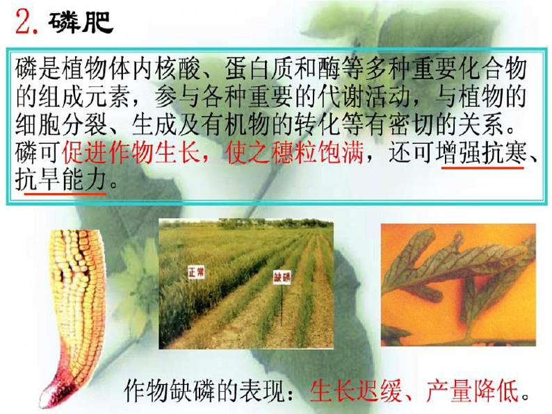 人教版初中化学九下11.2 化学肥料 课件  (1)07