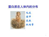 人教版化学九下12.1 人类重要的营养物质 课堂教学课件