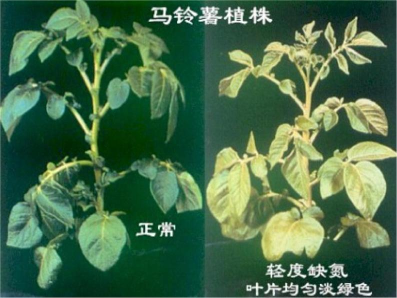 人教版九年级下册化学 第十一单元 课题2 化学肥料 课件07