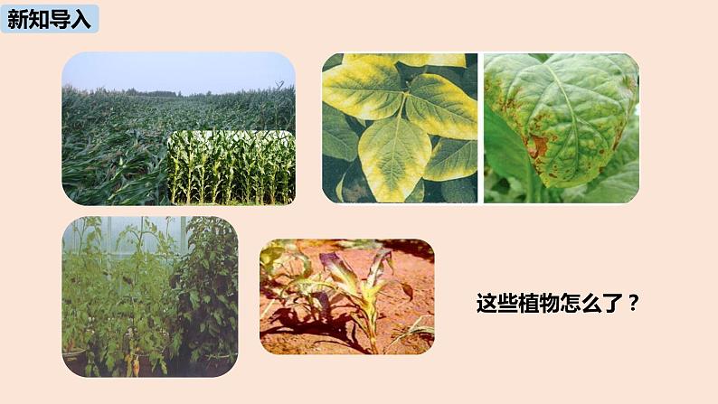 初中化学人教版九年级（下册）第11单元 课题2 化学肥料（第一课时）课件04